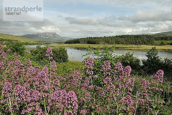 Blick auf den Mount Errigal von Gweedore  Grafschaft Donegal  Clady River  Irland  Europa