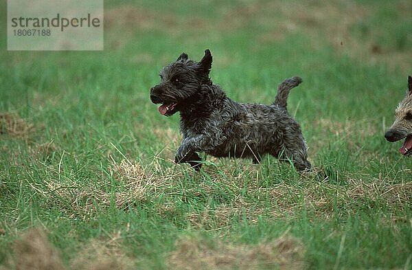 Mixed Breed Dog running through meadow  Mischlingshund  Scotch-Terrier-Mix  rennt durch Wiese (animals) (Säugetiere) (mammals) (Haushund) (domestic dog) (Haustier) (Heimtier) (pet) (außen) (outdoor) (Wiese) (meadow) (hecheln) (panting) (adult) (Bewegung) (motion) (laufen) (rennen) (Querformat) (horizontal)