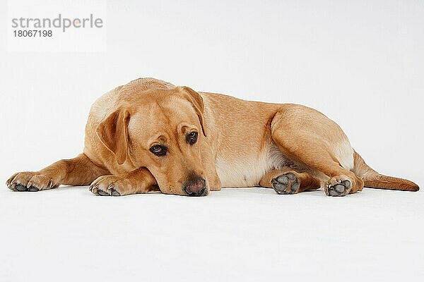 Labrador Retriever  gelb  Hündin  erwachsen