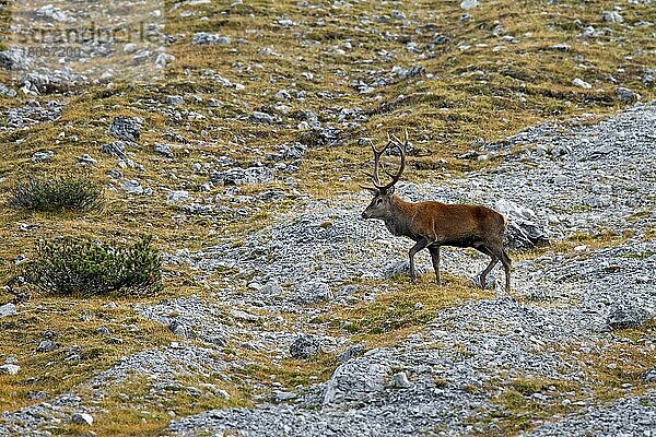 Rothirsch (Cervus elaphus)  der einen Berghang in den Alpen während der Brunftzeit im Herbst überquert