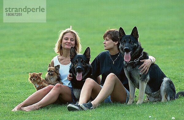 Junge Frauen mit Chihuahuas und Deutschen Schäferhunden  Chihuahua  Deutscher Schäferhund  Schäferhund