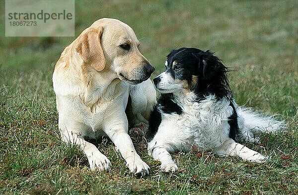 Mischlingshund und Labrador-Retriever