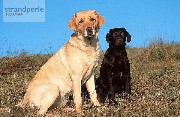 Labrador Retriever and puppy  4 month old  yellow and brown  Labrador-Retriever und Welpe  4 Monate alt  gelb und braun (animals) (Säugetiere) (mammals) (Haushund) (domestic dog) (Haustier) (Heimtier) (pet) (außen) (outdoor) (frontal) (head-on) (von vorne) (seitlich) (side) (Wiese) (meadow) (sitzen) (sitting) (adult) (Jungtier) (young) (Mutter & Kind) (mother & baby) (zwei) (two) (Querformat) (horizontal)