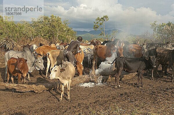 Surma-Hirte mit Rindern  in der Nähe von Tulgit  Omo River Valley  Äthiopien  Afrika