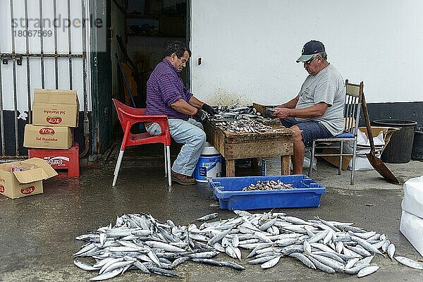 Menschen verarbeiten Fisch  Sao Mateus de Calheta aus  Terceira  Azoren  Portugal  Europa