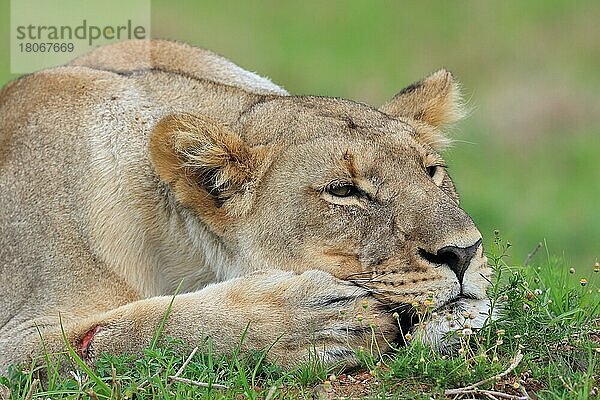 Afrikanischer Löwe (Panthera leo)  Löwin  Kariega Game Reserve  Westkap  Südafrika