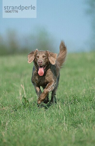 Long-haired Weimaraner  Weimaraner  langhaarig (Saeugetiere) (mammals) (animals) (Haushund) (domestic dog) (Haustier) (Heimtier) (pet) (außen) (outdoor) (frontal) (head-on) (von vorne) (Wiese) (meadow) (hecheln) (panting) (adult) (Bewegung) (motion) (laufen) (rennen) (running)