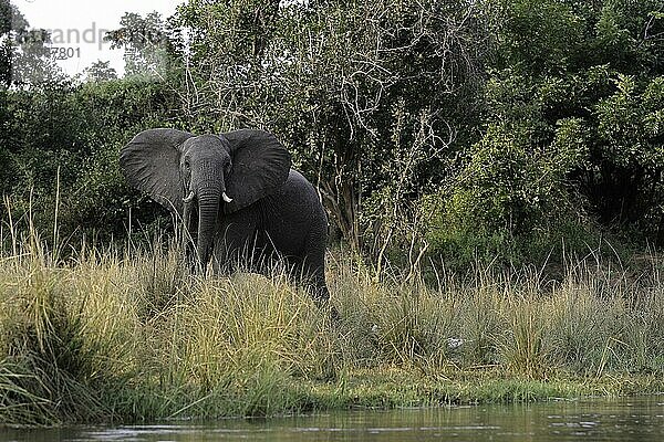 Afrikanischer Elefant (Loxodonta africana) Lower Sambesi Nationalpark  Sambia  Afrika