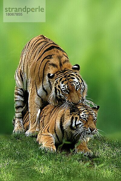 Sibirischer Tiger (Panthera tigris altaica)  Paar  Paarung  Sibirische Tiger  kopulierend (Tiere) (außen) (outdoor) (Wiese) (meadow) (frontal) (von vorne) (asia) (paaren) (mating) (adult) (couple) (zwei) (two) (Säugetiere) (mammals) (Raubtiere) (beasts of prey) (Zuneigung) (affection) (Katzenartige)