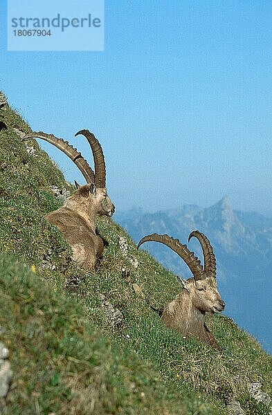 Alpensteinbock (Carpa ibex)  steinböcke  Berner Oberland () (alps) (Europa) (Gebirge) (Berge) (Säugetiere) (Huftiere) (Paarhufer) (Wildziegen) (außen) (draußen) (frontal) (von vorne) (von hinten) (Wiese) (liegen) (erwachsen) (Entspannung) (entspannen) (vertikal) (zwei) (zwei)  männlich  Niederhorn  Schweiz  Europa