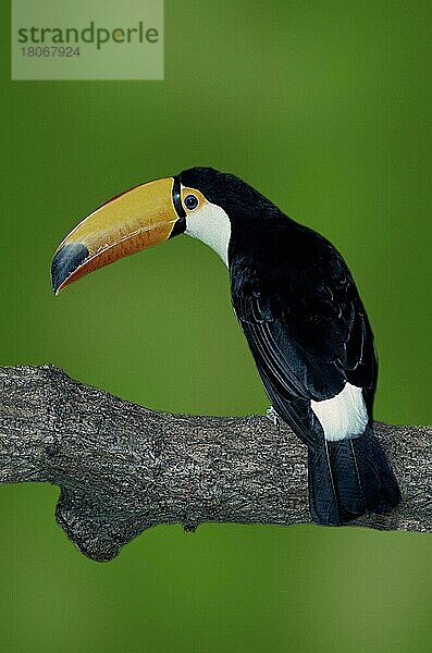 Toco Tukan  Riesentukan (Ramphastos toco) (Tukane) (toucans) (Vogel) (Vögel) (birds) (south america) (Tiere) (animals) (Ast) (außen) (outdoor) (von hinten) (from behind) (adult) (schwarz) (black) Tukan