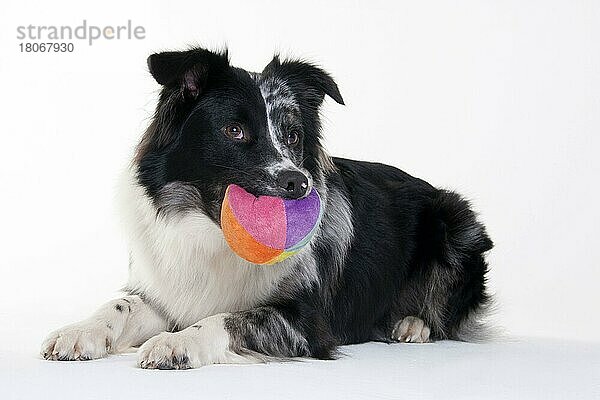 Australian Shepherd  männlich  blau-merle  erwachsen