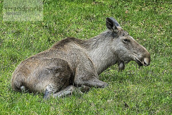 Elch  Elche (Alces alces)  Hirsche  Huftiere  Paarhufer  Säugetiere  Tiere  Moose female resting in grassland