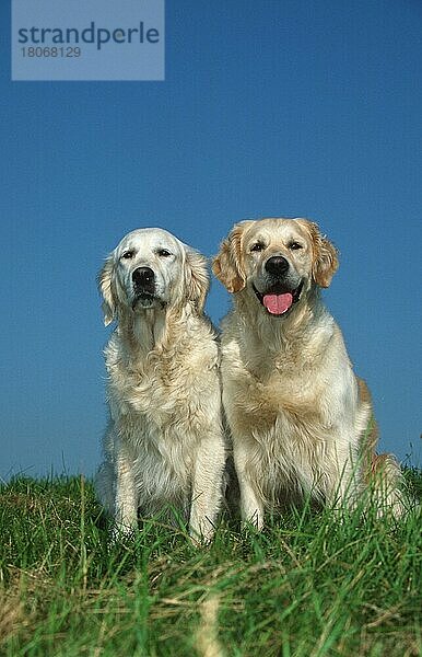 Golden Retriever  Paar