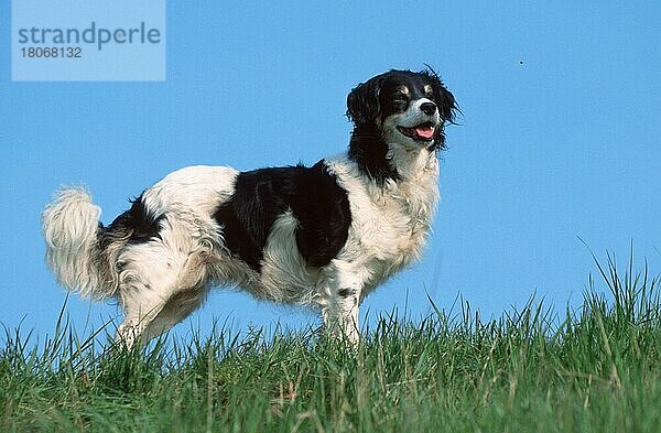 Mixed Breed Dog  Mischlingshund (animals) (Säugetiere) (mammals) (Haushund) (domestic dog) (Haustier) (Heimtier) (pet) (adult) (außen) (outdoor) (Wiese) (meadow) (seitlich) (side) (freundlich) (friendly) (stehen) (standing) (hecheln) (panting) (Querformat) (horizontal)