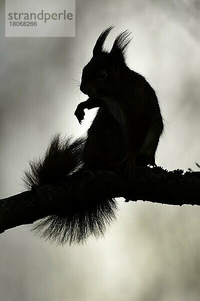 Eichhörnchen (Sciurus vulgaris)  Deutschland  Europa