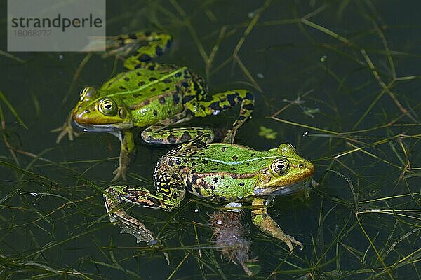 Zwei essbare Frösche  Gewöhnlicher Wasserfrosch  Grüner Frosch (Pelophylax kl. esculentus) (Rana kl. esculenta) schwimmen in der Paarungszeit im Teich