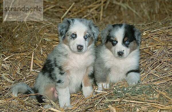 Australian Shepherds  puppies  7 weeks old  Welpen  7 Wochen alt (Saeugetiere) (mammals) (animals) (Haushund) (domestic dog) (Haustier) (Heimtier) (pet) (puppy) (Jungtier) (young) (frontal) (head-on) (von vorne) (Querformat) (horizontal) (Stroh) (straw) (sitzen) (sitting) (Geschwister) (siblings) (Paar) (pair) (zwei) (two)