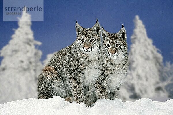 Luchs im Winter  Luchse (Lynx lynx) im Winter (Tiere) (außen) (outdoor) (Europa) (Schnee) (snow) (Winter) (adult) (Querformat) (horizontal) (Säugetiere) (mammal animals) (Raubtiere) (beasts of prey) (Paar) (pair) (zwei) (two) (Katzenartige)