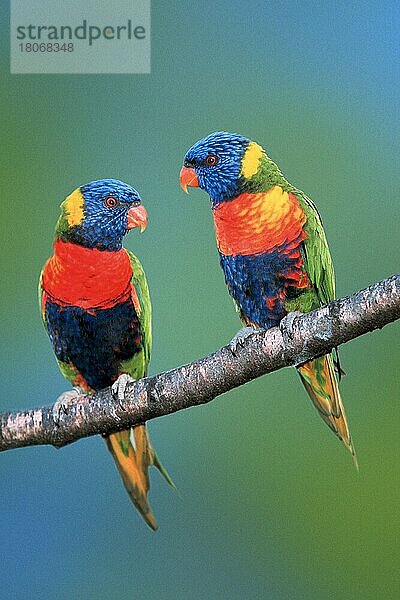 Rainbow Lories (Trichglossus haematodus haemadotus)  Gebirgsloris (Loris) (Suedostasien) (southeast asia) (Vogel) (Vögel) (birds) (lories) (lorikeets) (Papageien) (parrots) (Tiere) (animals) (außen) (outdoor) (Ast) (frontal) (head-on) (von vorne) (bunt) (multicolored) (adult) (Paar) (pair) (zwei) (two)