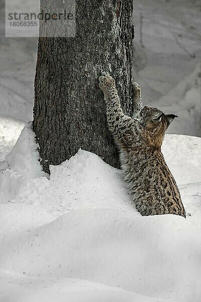 Eurasischer Luchs (Lynx lynx) beim Schärfen der Krallen an der Rinde einer Fichte im Wald im Schnee im Winter