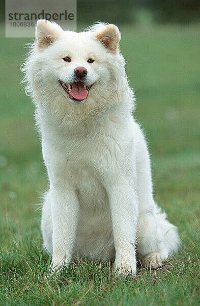 Akita Inu  langhaarig  longhaired (animals) (außen) (outdoor) (frontal) (head-on) (von vorne) (Wiese) (meadow) (weiß) (white) (freundlich) (friendly) (hecheln) (panting) (lächeln) (smiling) (sitzen) (sitting) (adult) (Säugetiere) (mammals) (Haustier) (Heimtier) (pet) (Haushund) (domestic dog)