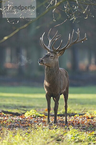 Rothirsch (Cervus elaphus)  Männchen im Sommer