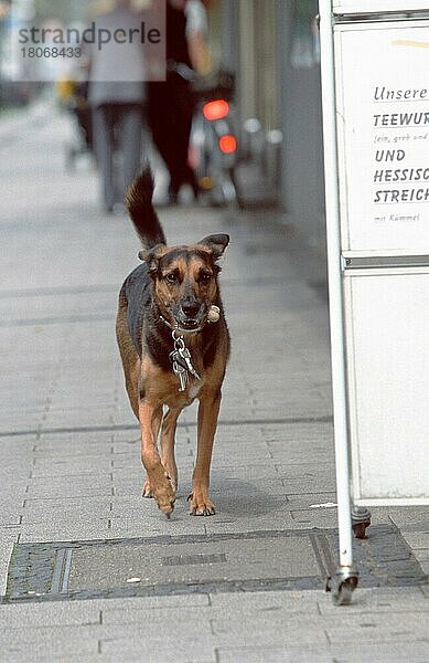 Mischlingshund mit Schlüsselbund  Nordrhein-Westfalen  Deutschland  Europa
