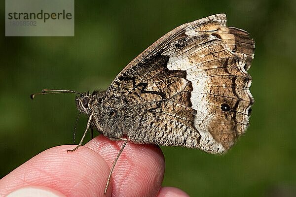 Kleiner Waldportier (Hipparchia hermione) auf Finger