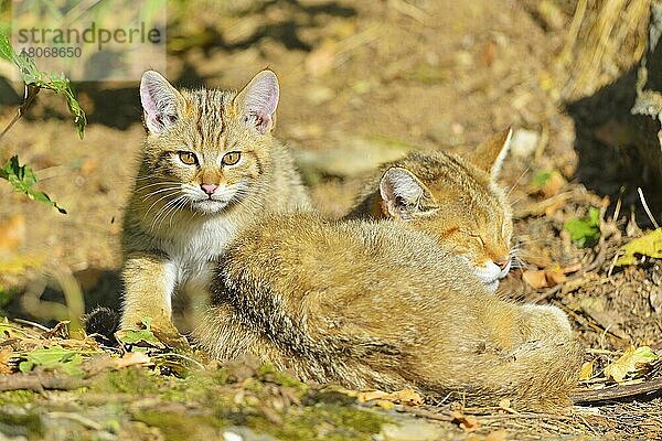 Wildkatze (Felis silvestris)  Weibchen und Jungtier  captive