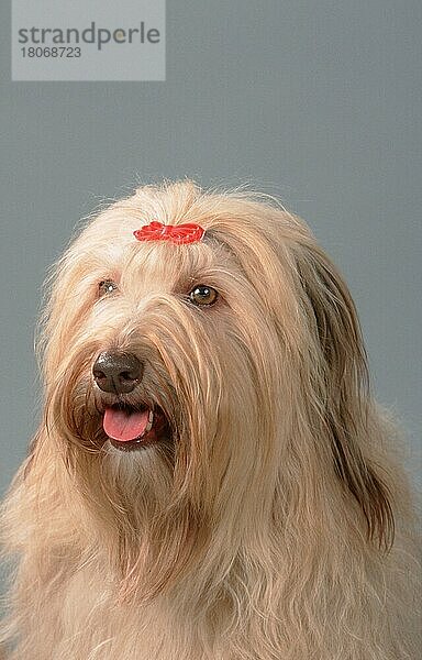 Mixed Breed Dog  Mischlingshund (Bearded-Collie-Mix) (Saeugetiere) (mammals) (animals) (Haushund) (domestic dog) (Haustier) (Heimtier) (pet) (innen) (Studio) (Porträt) (portrait) (hecheln) (panting)