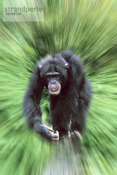 Schimpanse (Pan troglodytes)  männlich (Afrika) (animals) (außen) (outdoor) (frontal) (head-on) (von vorne) (Bewegung) (motion) (laufen) (rennen) (running) (adult) (Säugetiere) (mammals) (apes) (primates) (Menschenaffen) (Primaten) (schwarz) (black) (abstrakt) (Zoomeffekt) (zoomed) (gezoomt)