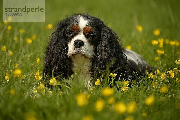 Cavalier King Charles Spaniel  Trikolore  Hündin  erwachsen