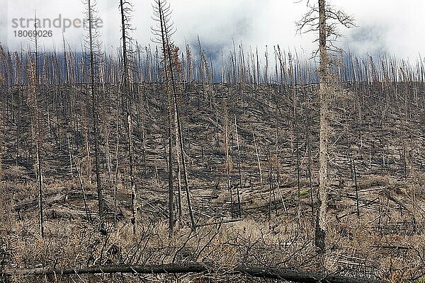 Verkohlte Baumstämme durch Waldbrand verbrannt  Jasper National Park  Alberta  Kanada  Nordamerika
