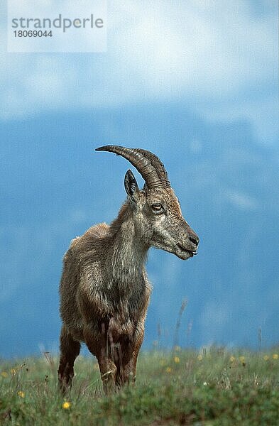 Alpensteinbock (Capra ibex)  Weibchen  Niederhorn () (alps) (Europa) (Gebirge) (Berge) (mountains) (Säugetiere) (mammals) (Huftiere) (Paarhufer) (cloven-hoofed animals) (Wildziegen) (wild goats) (außen) (outdoor) (frontal) (head-on) (von vorne) (Wiese) (meadow) (adult) (stehen) (standing) ()  weiblich  Schweiz  Europa