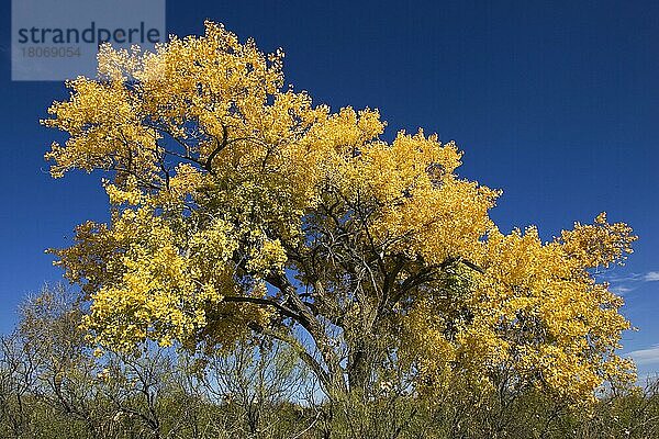 Amerikanische Pappel im Herbst  Bosque del Apache  Neumexiko (Populus fremontii)  Pappel  Pappeln  USA  Nordamerika