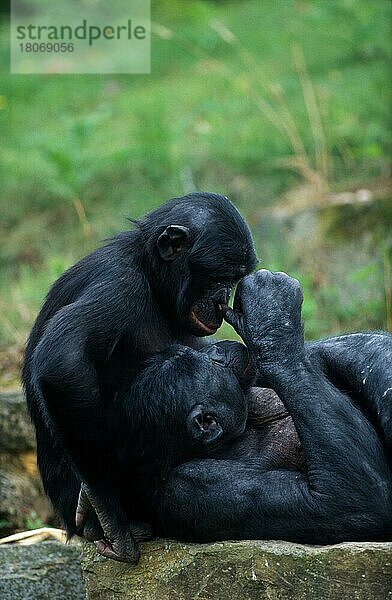 Junger Bonobo und erwachsenes Männchen  Zwergschimpanse (Pan paniscus)