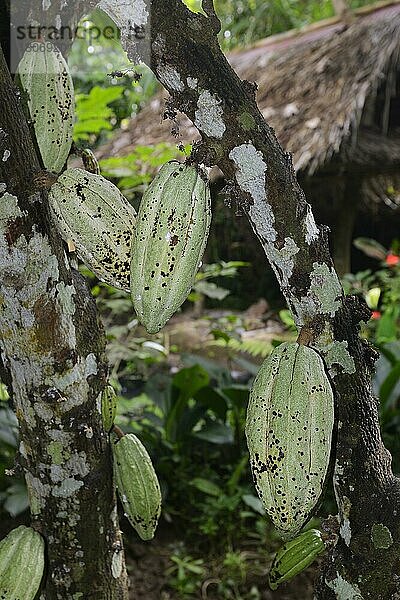 Kakaobaum (Theobroma cacao)  Früchte  Bali  Indonesien  Asien