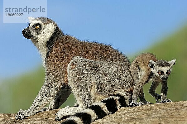 Katta (Lemur catta)  Weibchen mit Jungtier