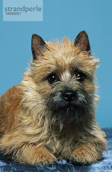 Cairn-Terrier  rot  Cairn Terrier  red (animals) (frontal) (head-on) (von vorne) (innen) (Studio) (aufmerksam) (alert) (liegen) (lie) (lying) (adult) (Säugetiere) (mammals) (Haushund) (domestic dog) (Haustier) (Heimtier) (pet) (struppig) (shaggy)