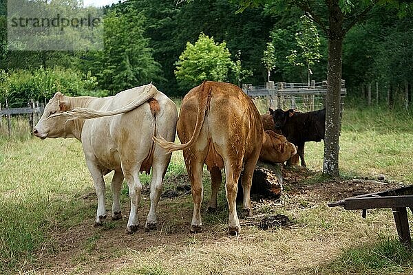 Kühe auf der Weide  bei Fuhren  Ortsteil Tandel  Luxemburg  Europa