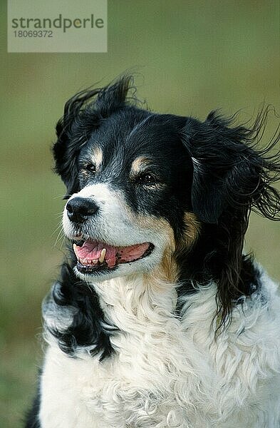 Mixed Breed Dog  Mischlingshund (Saeugetiere) (mammals) (animals) (Haushund) (domestic dog) (Haustier) (Heimtier) (pet) (außen) (outdoor) (Porträt) (portrait) (dreifarbig) (tricoloured) (tricolored) (freundlich) (friendly) (adult)
