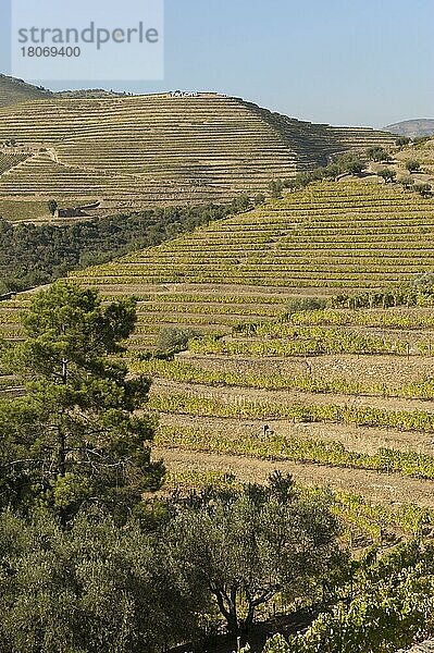 Alto Douro Weinregion  Porto-Weinberge  Alto Douro  Tras-os-Montes  Portugal  Portwein-Weinberge  Europa