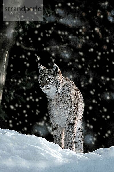 Lynx in winter  Luchs (Lynx lynx) im Winter (animals) (außen) (outdoor) (frontal) (head-on) (von vorne) (Europa) (Schnee) (snow) (Winter) (aufmerksam) (alert) (stehen) (standing) (adult) (Raubtiere) (beasts of prey) (Katzenartige)