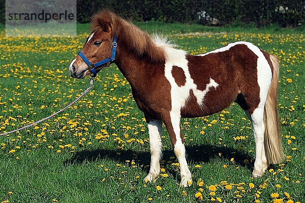 Pony  seitlich