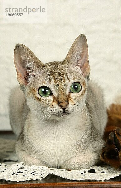 Singapura Katze  Kätzchen  6 Monate