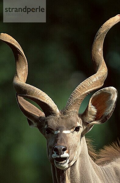 Großer Kudu (Tragelaphus strepsiceros)  männlich  Säugetiere  mamals  Huftiere  Paarhufer (cloven-hoofed animals)  außen  outdoor  Kopf  head  Porträt  portrait  adult  vertica)