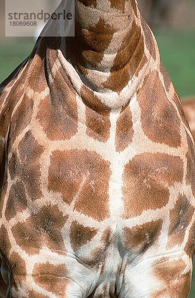 Giraffe (Giraffa camelopardalis)  Brust (Afrika) (Säugetiere) (mammals) (Huftiere) (Paarhufer) (cloven-hoofed animals) (Nahaufnahme) (Detail) (close-up) (außen) (outdoor) (frontal) (von vorne) (adult) (vertical)