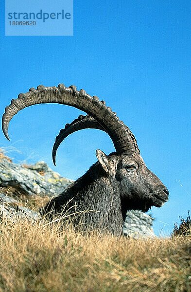 Alpensteinbock (Capra ibex)  mennlich  Berner Oberland () (alps) (Europa) (Gebirge) (Berge) (Säugetiere) (Huftiere) (Paarhufer) (Klauentiere) (Wildziegen) (außen) (draußen) (seitlich) (erwachsen) (Kopf) (Porträt) (Portrait) (vertikal) (liegen) (liegend) (Entspannung) (entspannen)  männlich  ruhend  Niederhorn  Schweiz  Europa