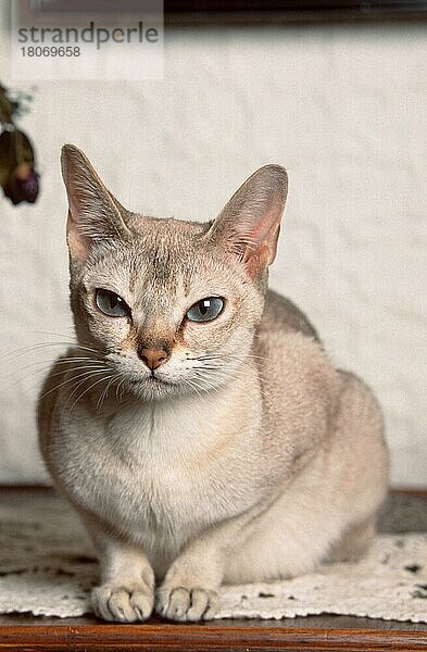Singapura Cat  Singapura-Katze (animals) (Säugetiere) (mammals) (Haustier) (Heimtier) (pet) (Rassekatzen) (Hauskatze) (domestic cat) (innen) (frontal) (head-on) (von vorne) (kurzhaarig) (short-haired) (liegen) (lie) (lying) (adult) (freistellbar) (weiblich) (female)